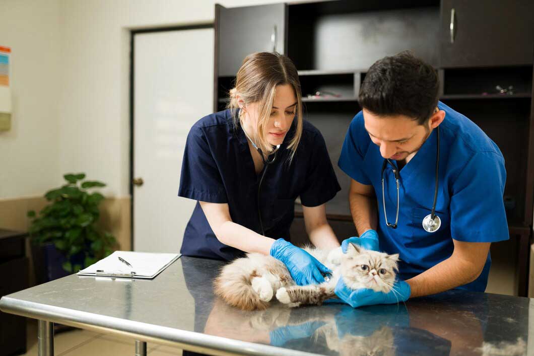Veterinary Care for Everyday Pet Health Concerns