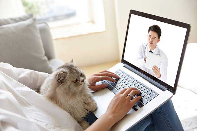 Cat doctor online-1