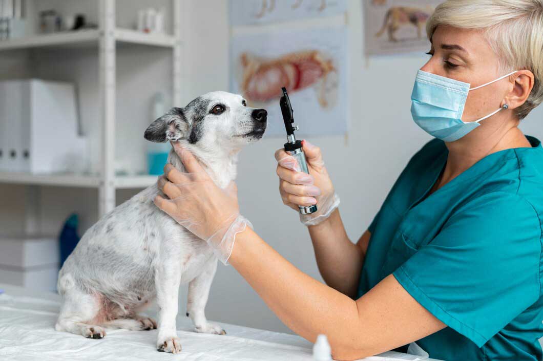 Pet healthcare-2